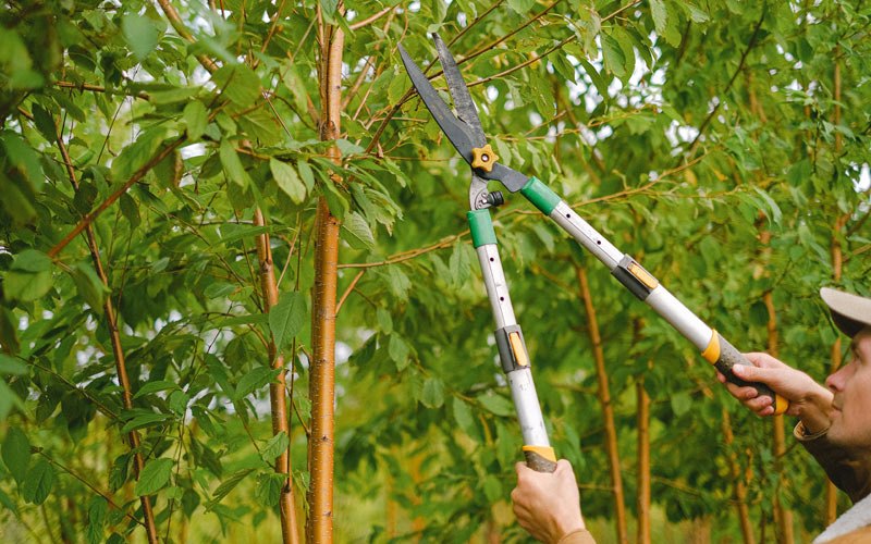 Tree trimming in Boissevain, VA
