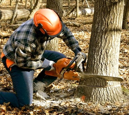 Tree Removal in Boissevain, VA